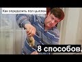 Как определить пол цыпленка 8 способов.