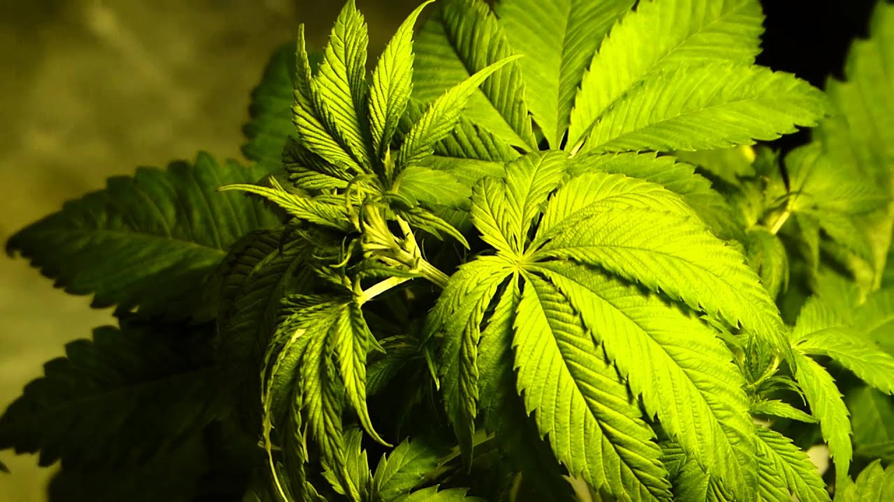 PsyGen AKiesel Update 5 Cannabis Grow