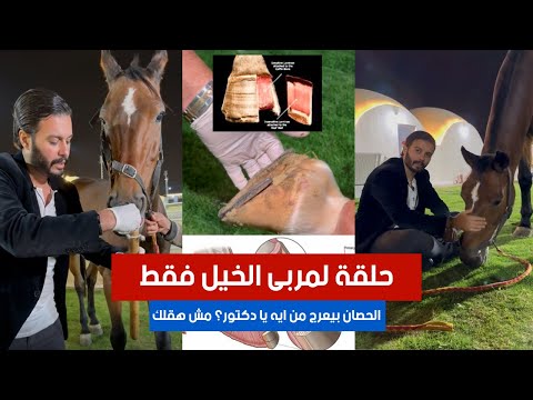 حلقة لمربى الخيل فقط الحصان بيعرج من ايه يا دكتور مش هقلك ٦٠شو مع الدكتور حاتم ستين