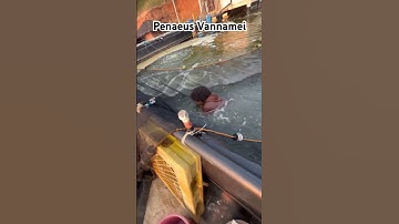 Dragnet method                         #farming  #trending  #vannamei