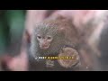 Lemur Physiology and Mortality Explained: The Biological Reality