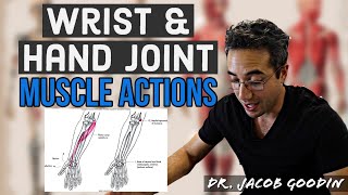 Wrist & Hand Anatomy: Muscle Actions