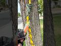 XT hitch variante del VT . #treework #climbing #arborismo #rigging #cuerdas #trabajoenaltura