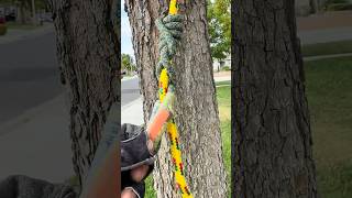 XT hitch variante del VT . #treework #climbing #arborismo #rigging #cuerdas #trabajoenaltura