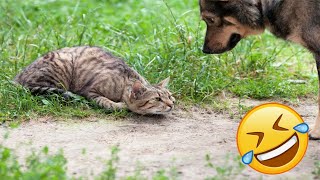 🤣🤣Cute cats and funny dogs to make you laugh🐱🐶