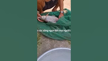 CÁ CÓC SÔNG - ĐẶC SẢN CÁ SÔNG THIÊN NHIÊN AN GIANG