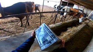 Hayvanlara Bakıyorum Buzağılara Süt