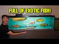 My NEW DREAM EXOTIC AQUARIUM!! (Part 1)