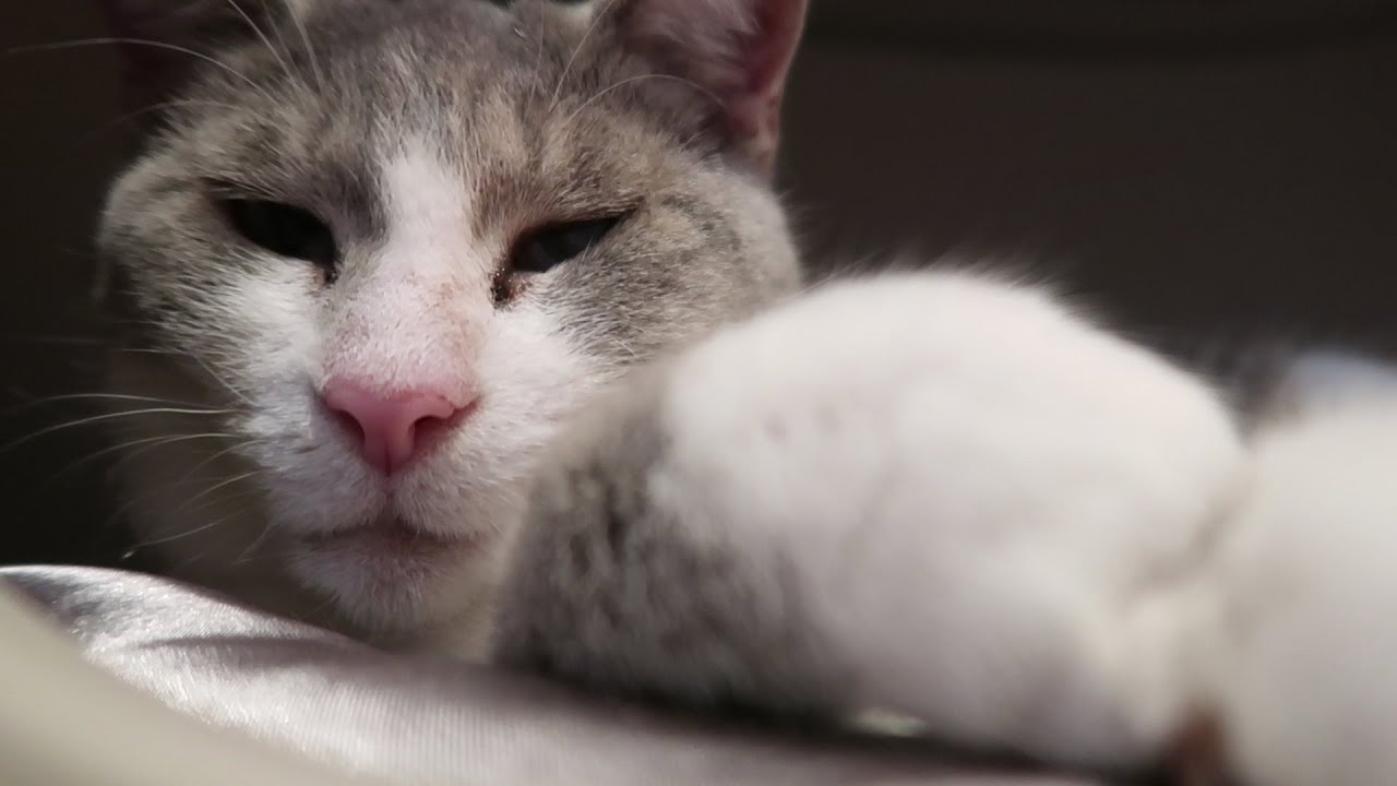 Photo inspiration: Gallery Detail: Cat S Kneading Paw