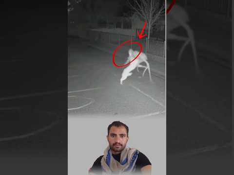 الكلب يقفز بشراسة والشبح يلتف حوله كظل حي لحظة صراع لا ي عرف فيها من سيغلب الآخر  