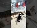 Momen Hangat: Anak Kucing Menyusu pada Ibu Kucing di Teras Indomaret 🐱💞