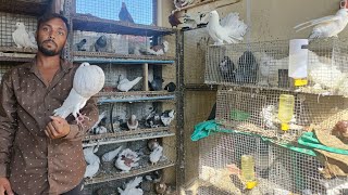 pigeon in khandwa || dragon pigeon || new pigeon collection by Exotic Birds 12,006 views 1 year ago 10 minutes, 25 seconds