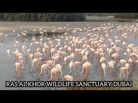 Ras Al khor Wildlife Sanctuary Dubai 🇦🇪 | Flamingos Ras Al Khor | Explore with Atif