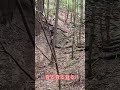 オフロード林道