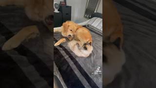 Cuddle ends up with a fight