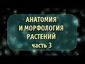 Биология. Анатомия и морфология растений. Часть 3. Стебель. Лист