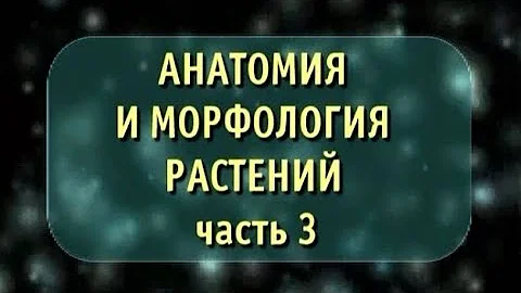 Биология. Анатомия и морфология растений. Часть 3. Стебель. Лист