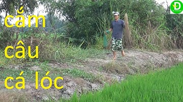 75  Cắm Câu Cá Lóc Mồi Nhái - Dính Ếch Quá Đã l Đất Phương Nam
