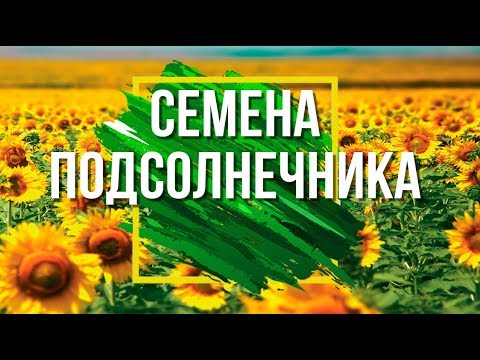 Видео: Блеск, подсолнечник желтый - Разогрев наши солнечные краски