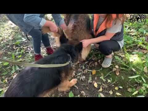 Вязка немецких овчарок / Скромный жених (German Shepherd)