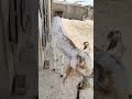 Goat Sounds Compilation #goat your favorite animal goats 🐐 #cuteanimal