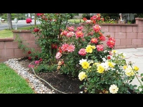 فيديو: الورود الباردة هاردي: تعرف على زراعة الورود في حدائق المنطقة 3