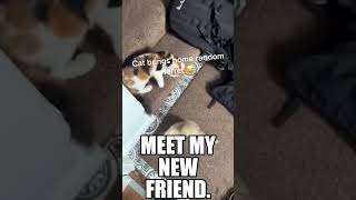 When Cute Cats Bring Strange Friends Home! #new2024 #cutecats by Pet Comedy 3 views 3 months ago 1 minute, 46 seconds