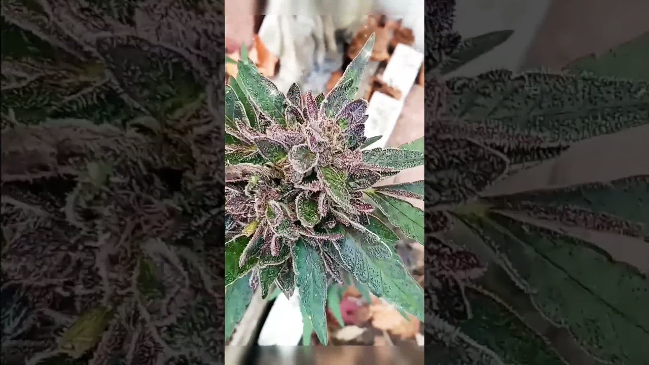 San Fernando Valley - O.G Kush.     Grown By My Momma