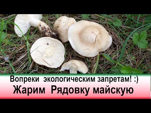 Вопреки экологическим запретам! Жарим рядовку майскую.