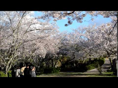泉佐野市 大井関公園の桜 14 Youtube 泉佐野市 大井関公園の桜 14 Youtube
