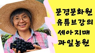 문경문화원 유튜브강의 무두실 세아지매 과일농원
