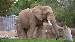 Relaxing of Elephant, Nature sounds, Bird song,#wildlife#nature #relaxing