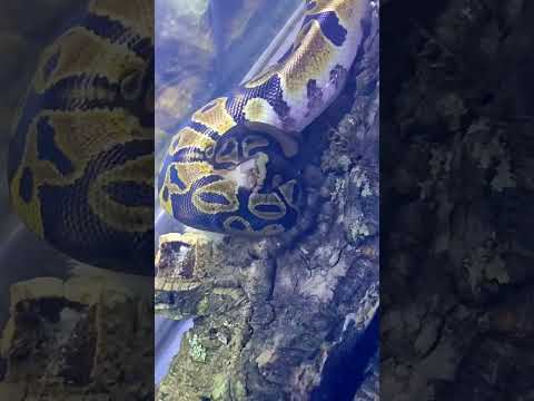 Python ball eating a mouse 🐭🐍 - YouTube