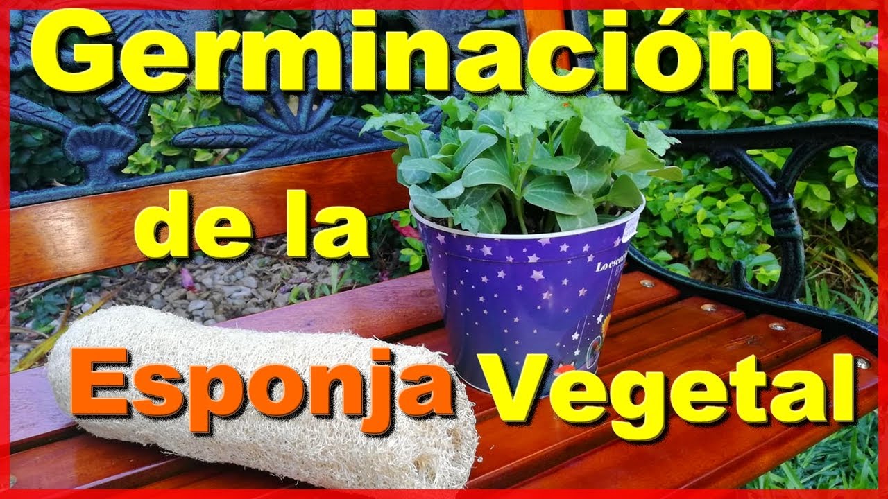 Como Germinar LUFFA, La Esponja Natural