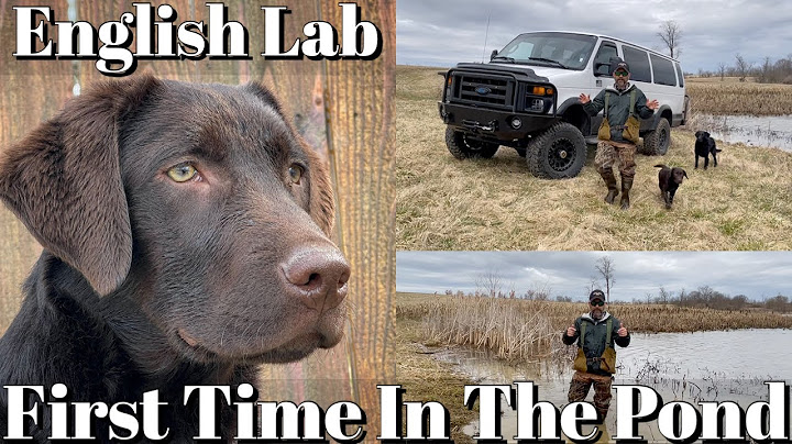 English Labrador Retriever Puppy | First Time Swimming In A  Pond