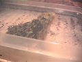 Graboune (My Giant African Bullfrog / Ma Pyxicephalus adspersus) facing and eating an adult locust