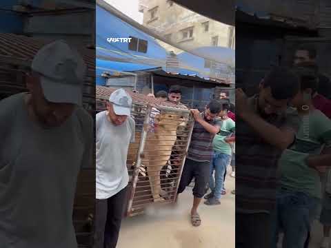معاناة حيوانات غزة من الجوع والتعب بسبب الحرب.
