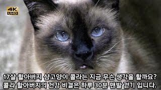 17살 할아버지 샴고양이 콜라는 지금 무슨 생각을 할까요콜라 할아버지의 건강 비결은 하루 30분 맨발 걷기 입니다.