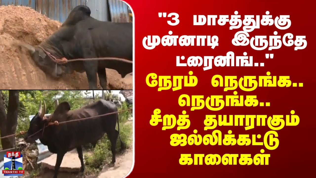 Thanjavur | "3 மாசத்துக்கு முன்னாடி இருந்தே ட்ரைனிங்.." - சீறத் தயாராகும் ஜல்லிக்கட்டு காளைகள்
