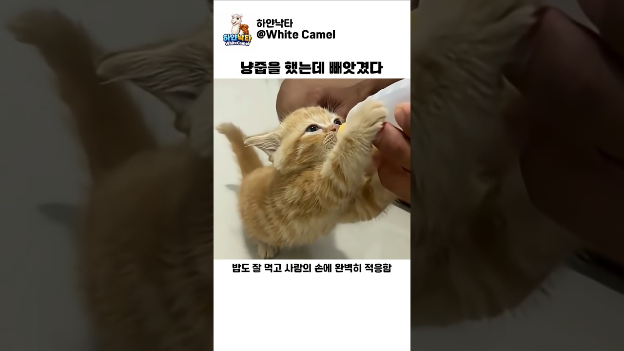 냥줍을 했는데 빼앗겼다
