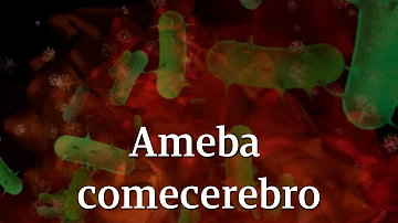 ¿Se puede curar la ameba comecerebros?