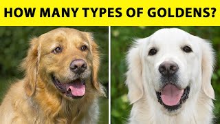 Golden Retriever Quiz 90% of People Fail by Golden Hearts 7,291 views 1 year ago 8 minutes, 40 seconds