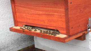 Bienenkiste: Tag 4: Bienen gehen auf dem Flugbrett spazieren by victory700 107 views 8 years ago 48 seconds