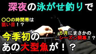 【神奈川県某所】深夜の泳がせ釣りで今季初のあの大型魚が梅雨前の5月下旬に、関東地方の三浦半島の東京湾側に面している地域にある釣り場で、とある魚の調査釣行をしてみたら…【2024年5月23日】