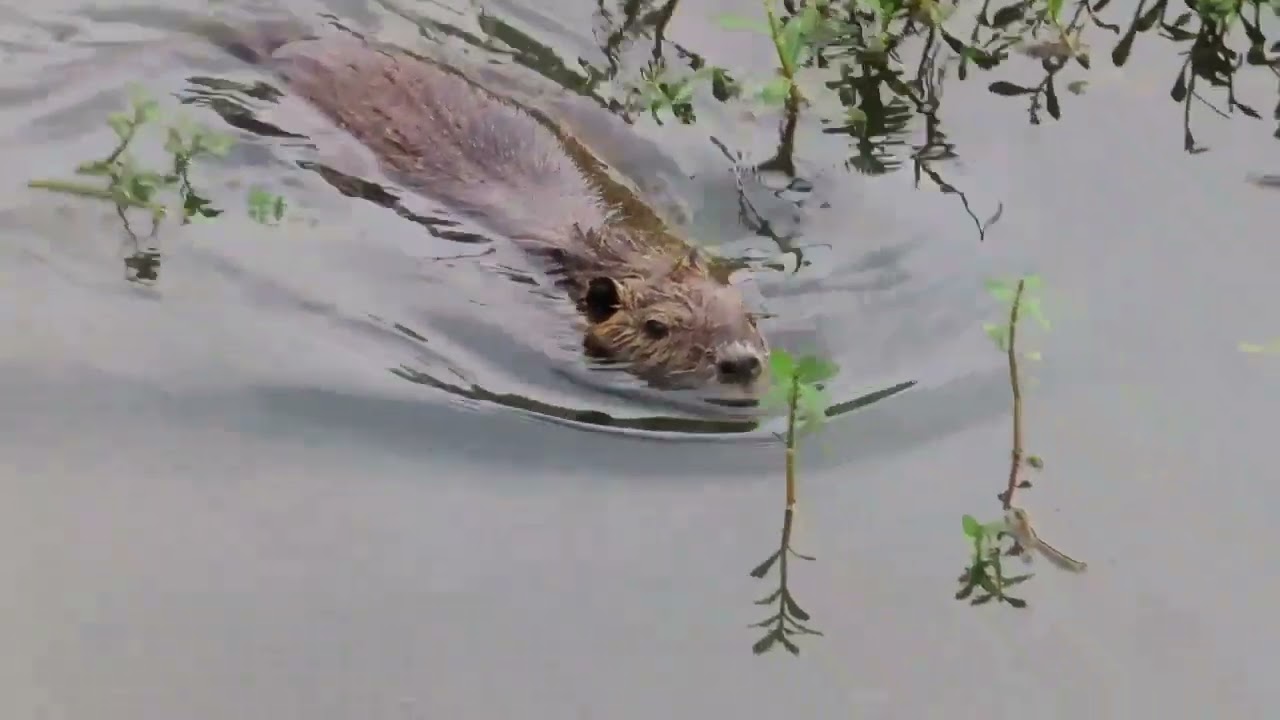 Snacks and water bears YouTube