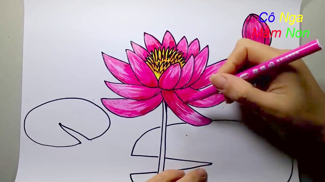 How To Draw Water Lily Flower - Vẽ Hoa Sen/ Hoa Súng - Youtube