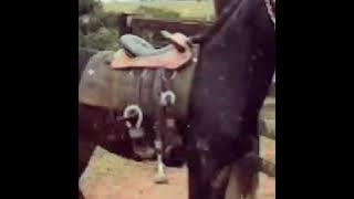 Mula preta (Tonico e Tinoco)