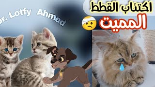 كيف تخرج القطة من حالة الاكتئاب ؟ / اسبابه و اعراضه