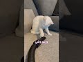 вњЁпёЏЩ Ш ШЇШґ ЩЃШ Щ Щ Ш Щ Щ Ш Ш ШЁШЄШ Щ Щ Ш ЩЉЩ вњЁпёЏ Cat Catvideos Catmeme Catfun Catlover Catslovers Funny Catfunny вњЁпёЏЩ Ш ШЇШґ ЩЃШ Щ Щ Ш Щ Щ Ш Ш ШЁШЄШ Щ Щ Ш ЩЉЩ вњЁпёЏ Cat Catvideos Catmeme Catfun Catlover Catslovers Funny Catfunny