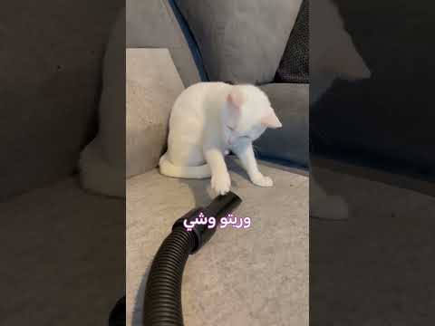 محدش فاهم القطط بتعمل ايه        